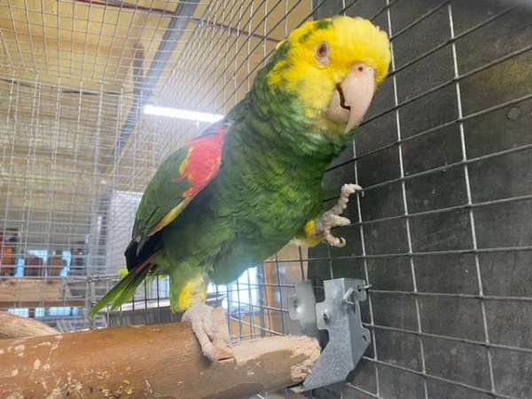 double-yellow-head-amazon-parrot-for-sale-in-claremore-ok