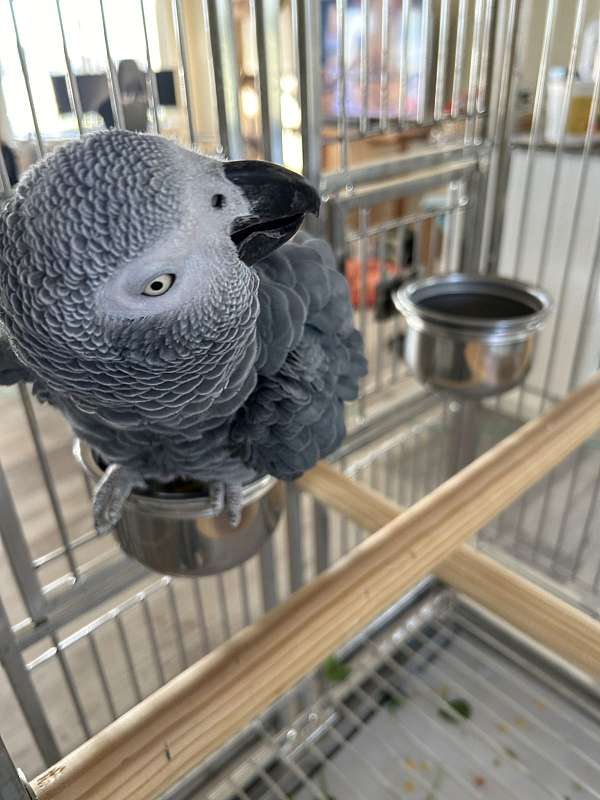 congo-african-grey-parrot-for-sale