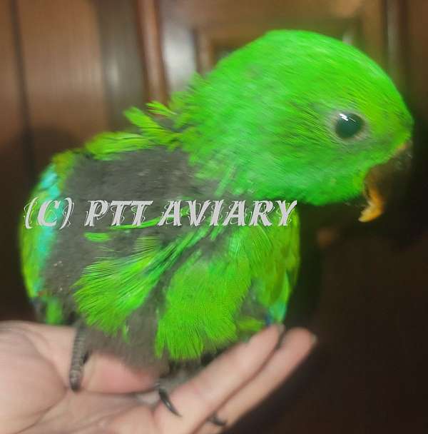 solomon-island-eclectus-parrots-for-sale-in-jamestown-ny