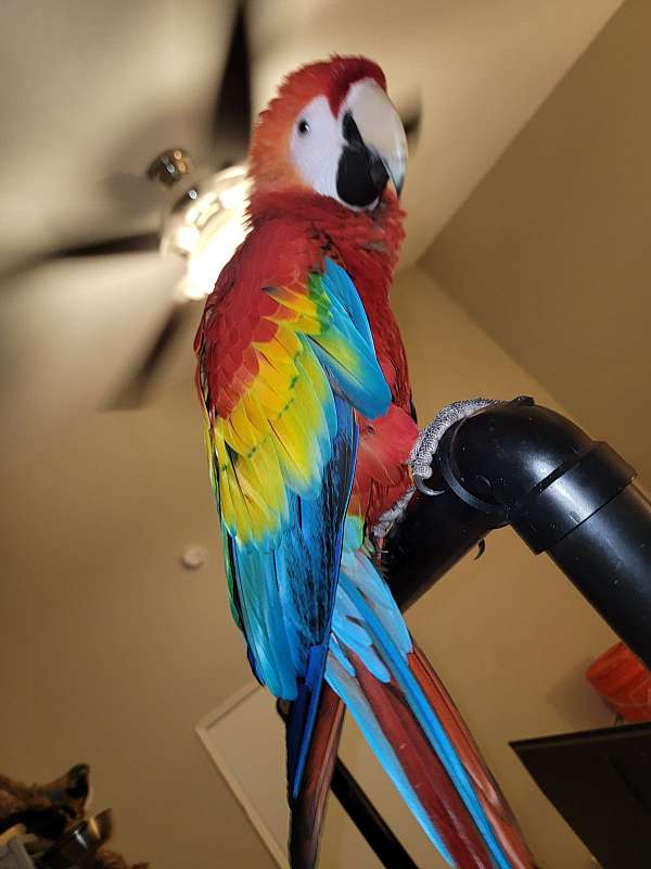 scarlet-macaw-for-sale-in-simi-valley-ca