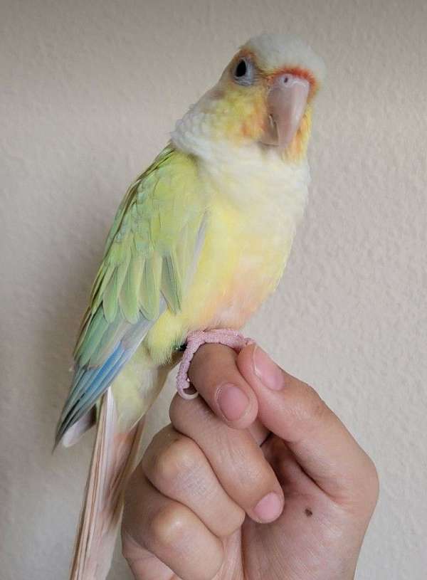 green-cheek-conure-for-sale-in-flushing-ny