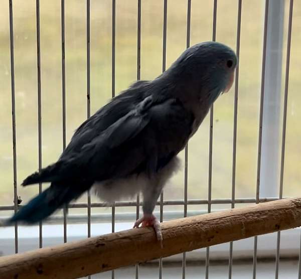 parrotlet-for-sale-in-naugatuck-ct