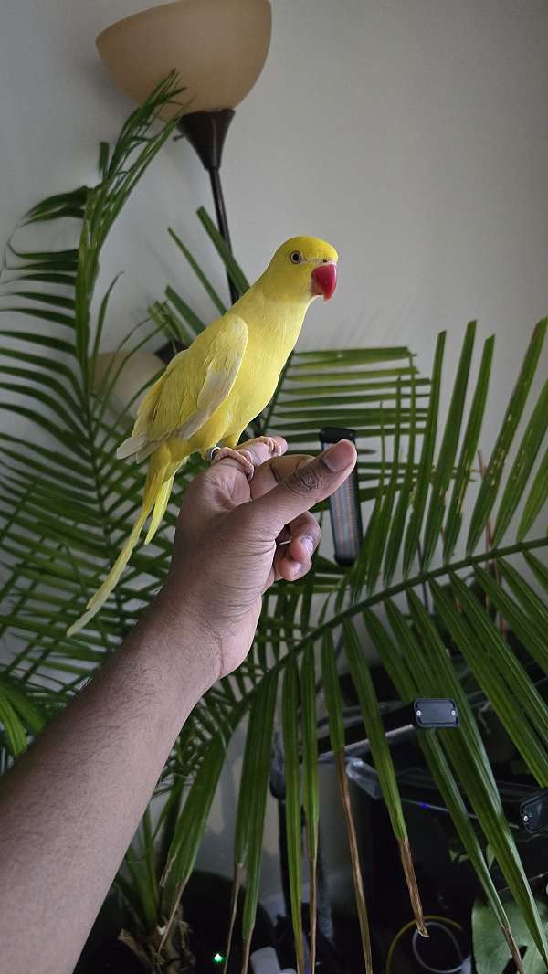 yellow-bird-for-sale-in-mclean-va