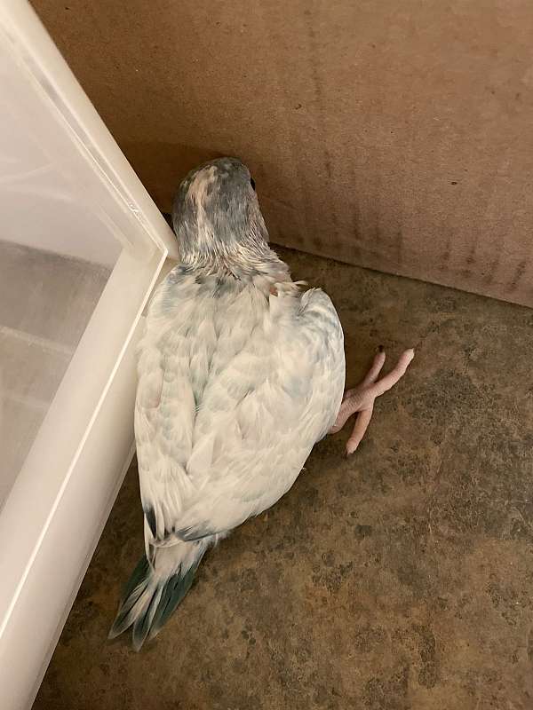 pet-bird-for-sale-in-hutto-tx