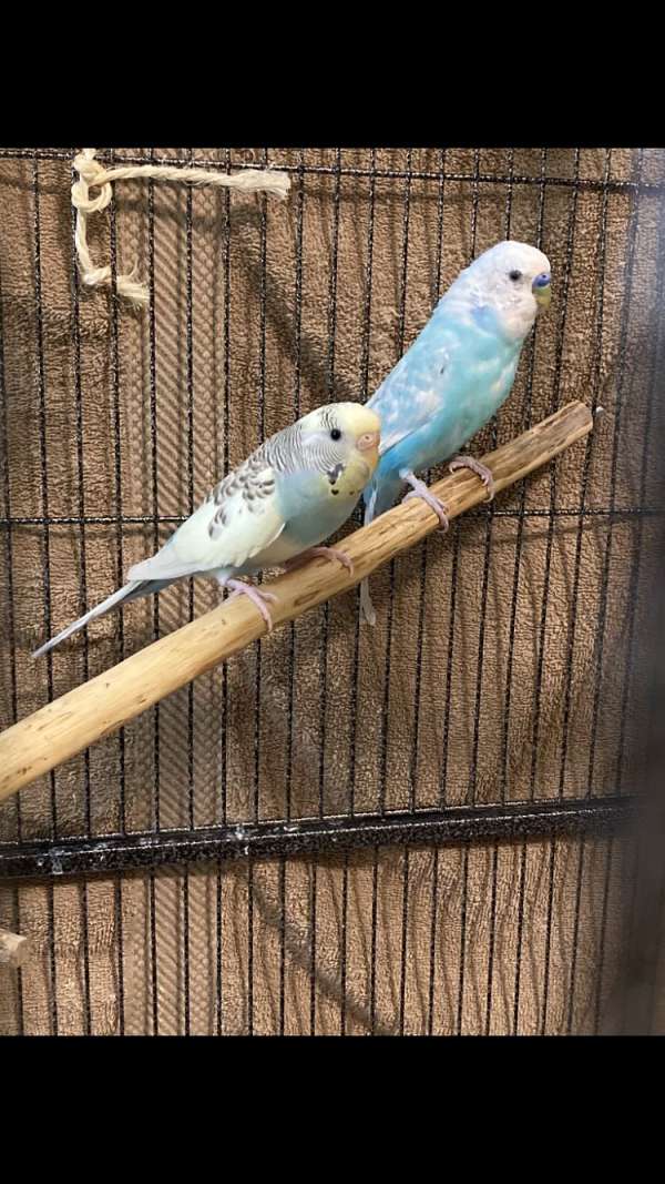 budgerigar-parakeet-for-sale-in-wisconsin