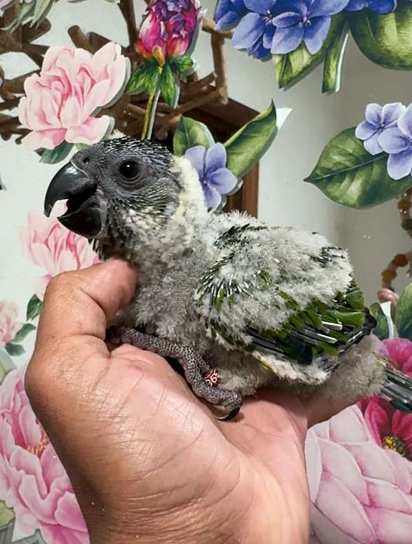 nanday-conure-for-sale-in-dade-city-fl