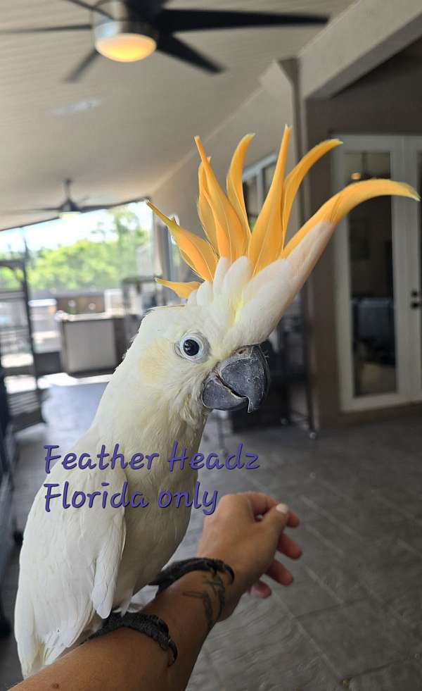 citron-crested-cockatoo-for-sale-in-miami-fl