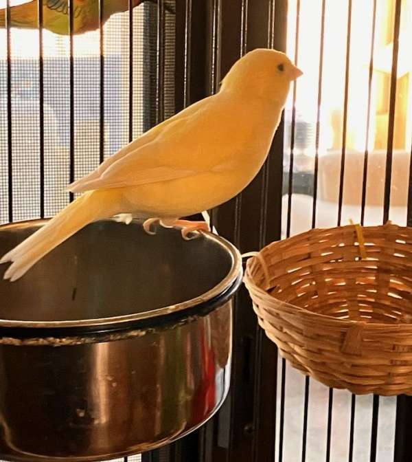 canary-for-sale-in-holland-mi