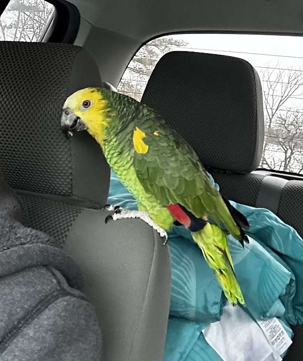 amazon-parrot-for-sale-in-maine