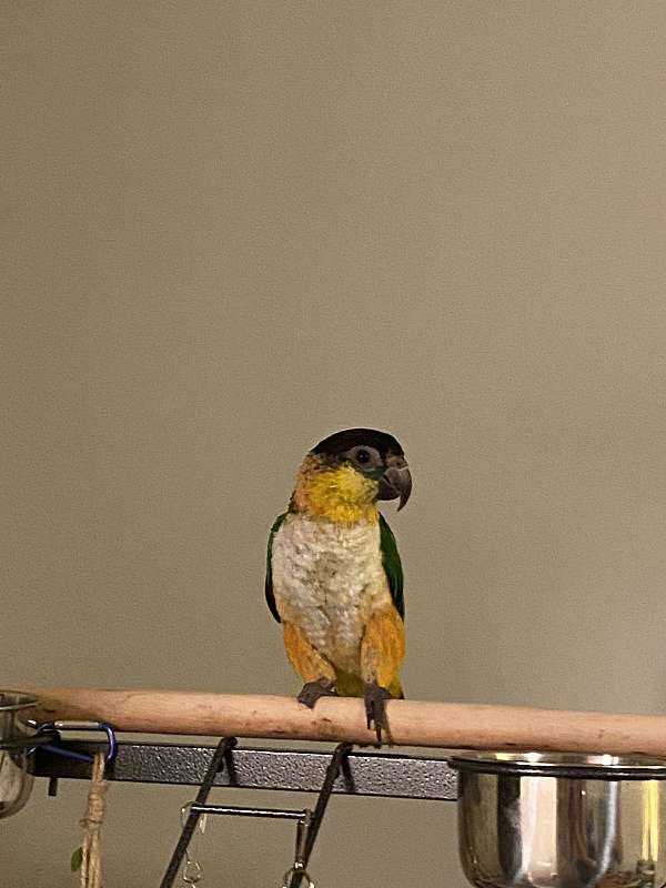 caique-for-sale-in-columbus-oh
