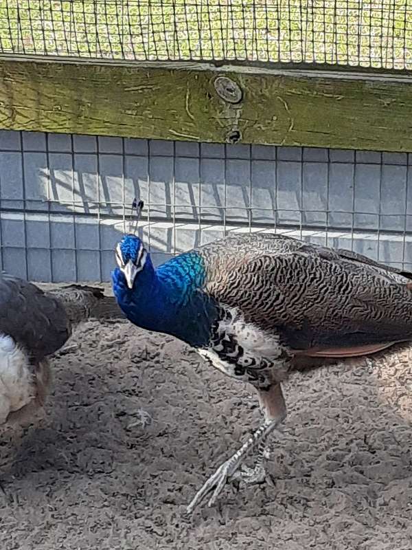 peacock-for-sale