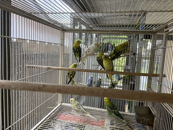 budgerigar-parakeet-for-sale