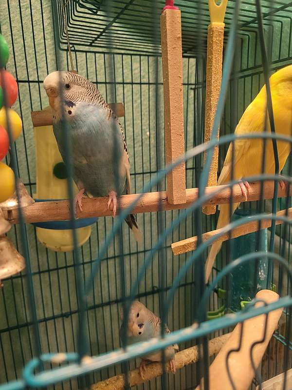 adult-bird-for-sale-in-hickory-nc