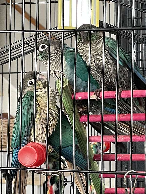 bird-parrot-for-sale-in-rhode-island