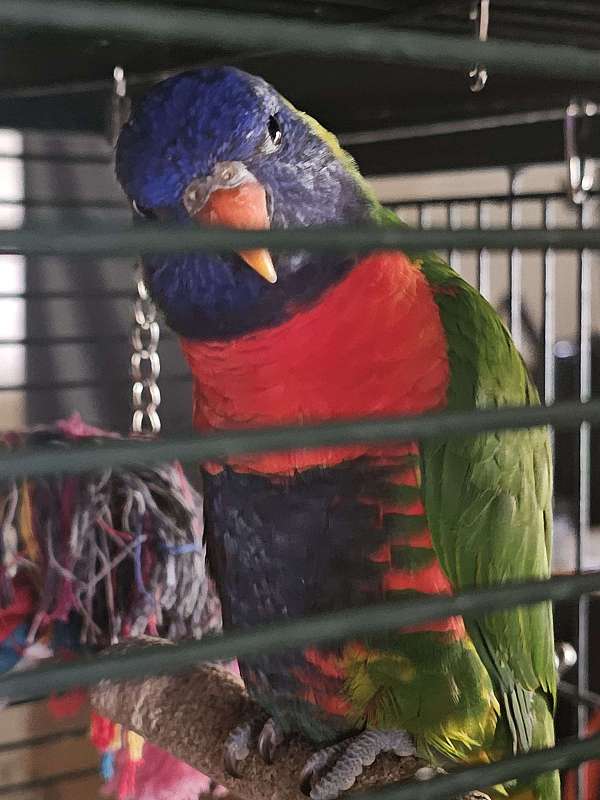 noisy-lory-for-sale