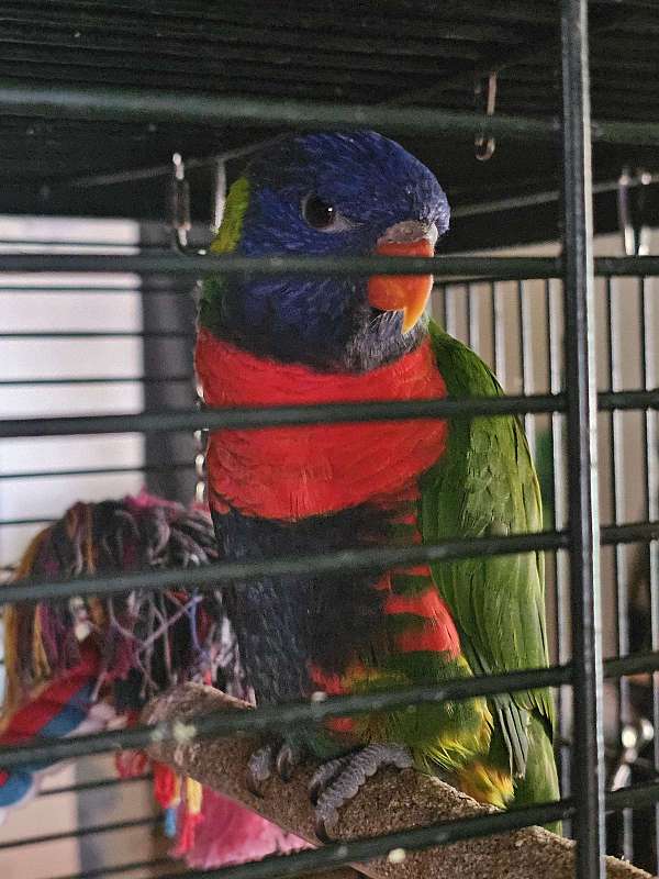 lory-for-sale