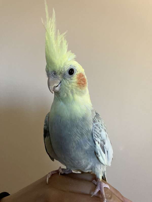 cockatiel-parakeet-for-sale-in-new-york