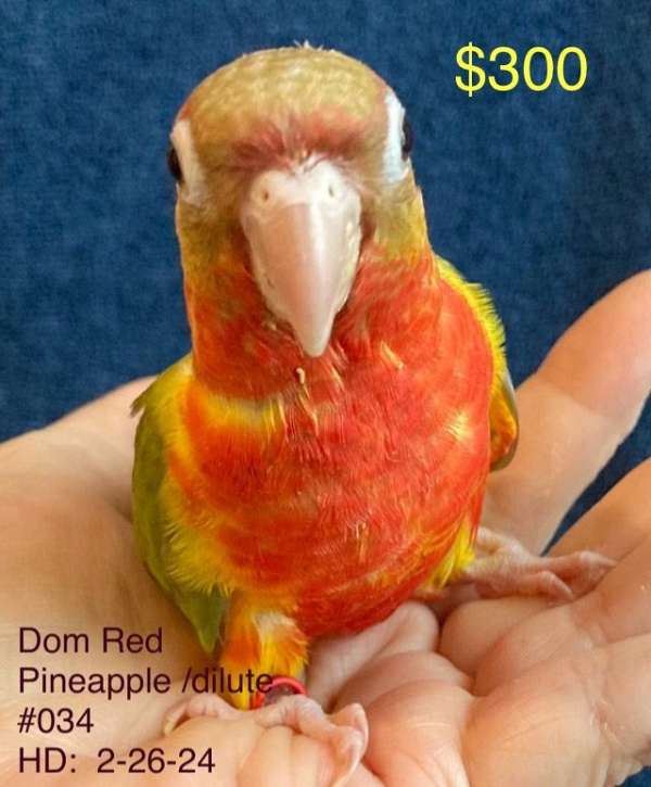 pineapple-bird-for-sale-in-denham-springs