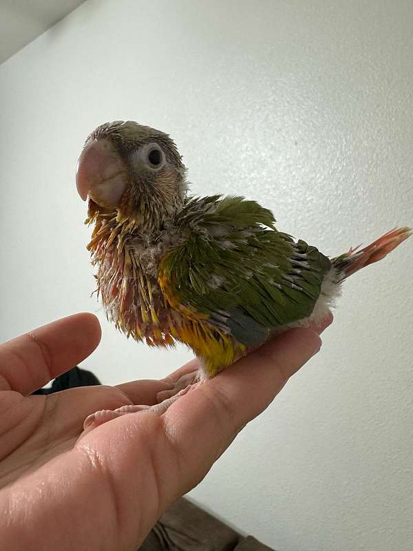 playful-tame-bird-for-sale-in-los-angeles-ca