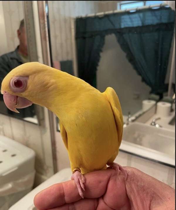 rare-bird-for-sale-in-yorba-linda-ca