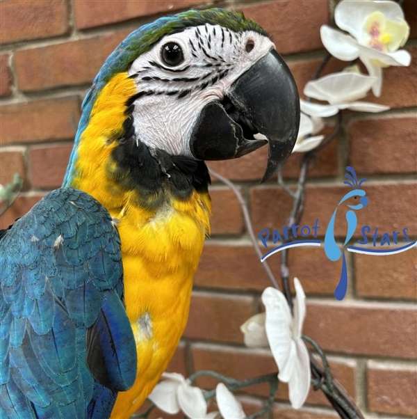 blue-gold-macaw-for-sale-in-arlington-heights-il
