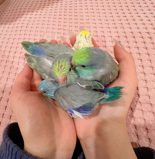 parrotlet-for-sale-in-los-angeles-ca