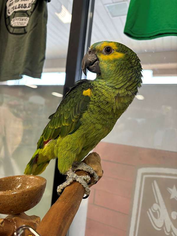 blue-front-amazon-parrot-for-sale-in-north-huntingdon-pa