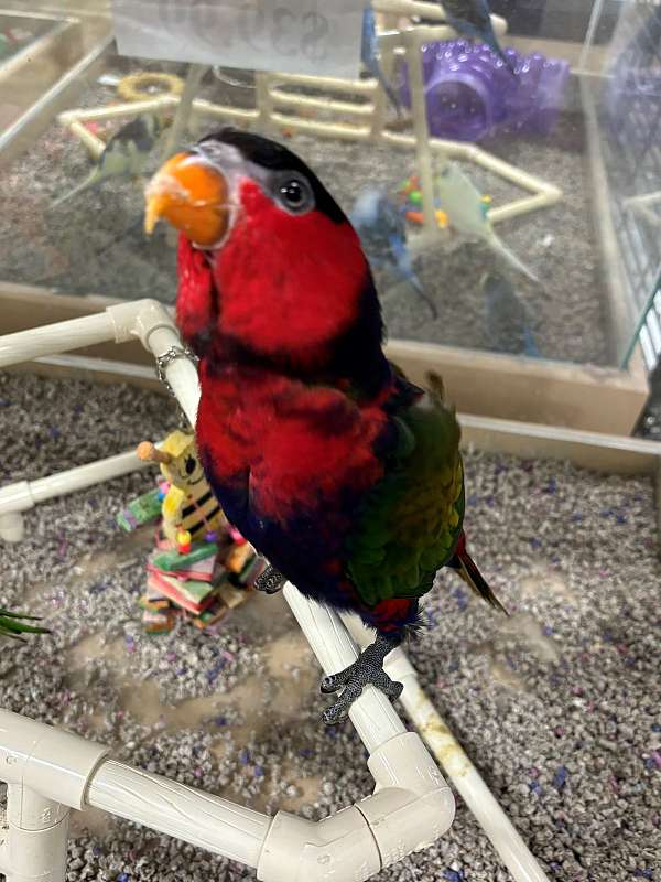 black-capped-lory-for-sale-in-north-huntingdon-pa
