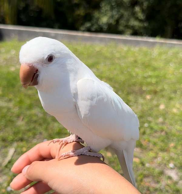 albino-bird-for-sale-in-longwood-fl