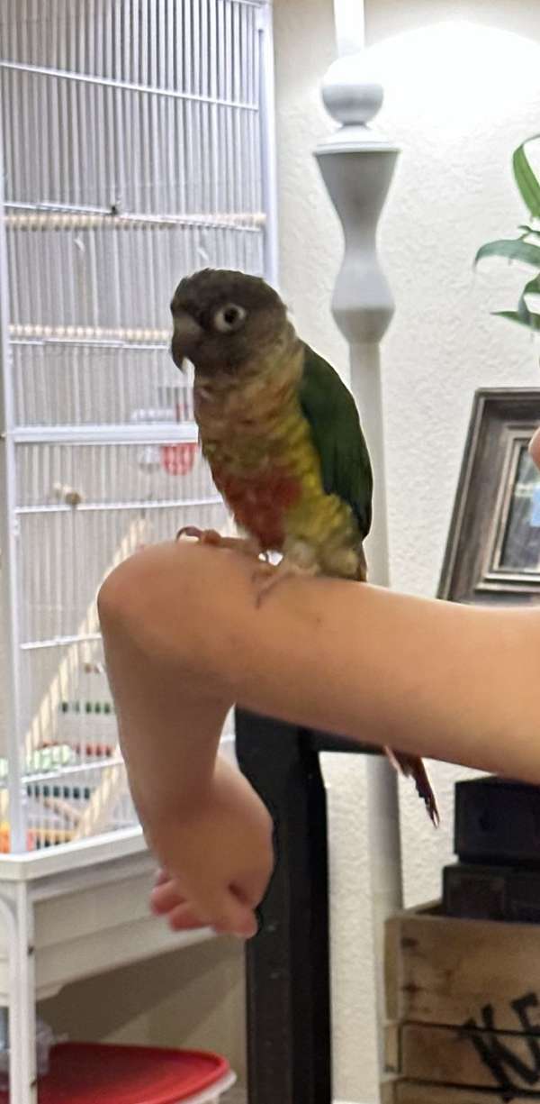 young-conure-for-sale