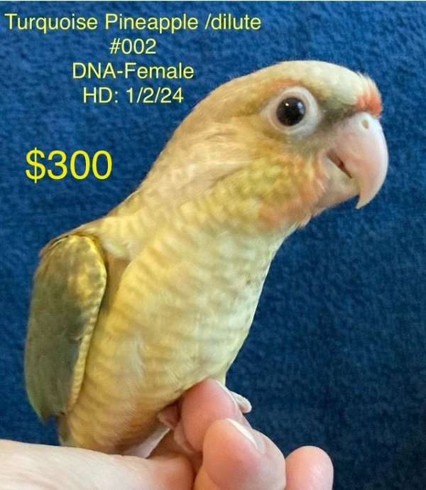 green-pineapple-bird-for-sale-in-la