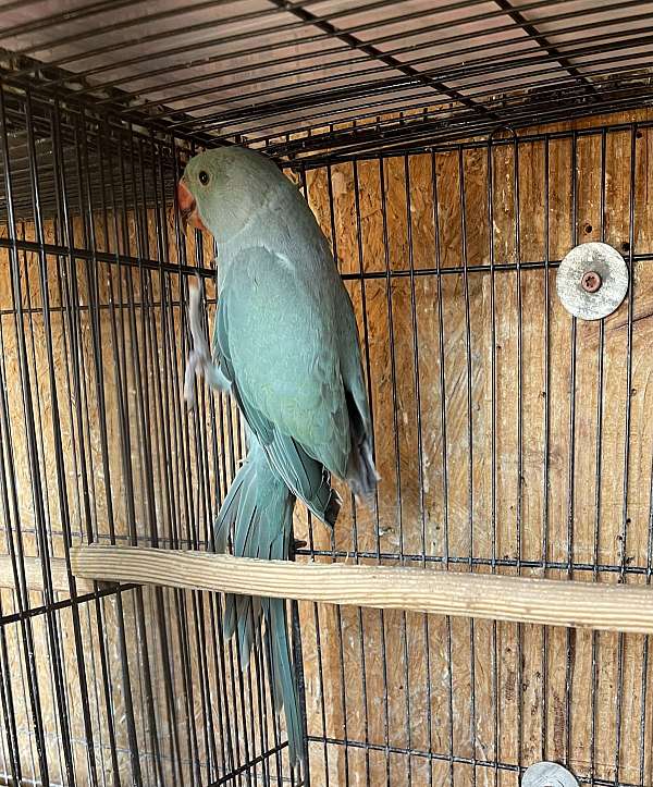 ringneck-parakeet-for-sale-in-littlerock-ca