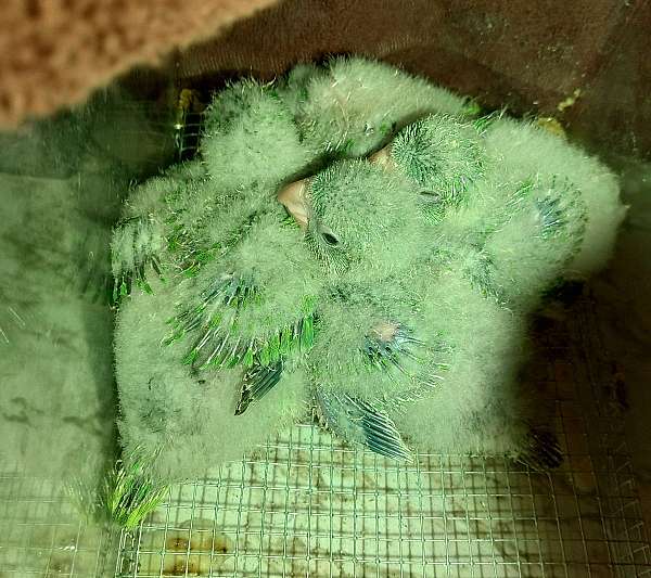 cockatiel-for-sale-in-glendale-or