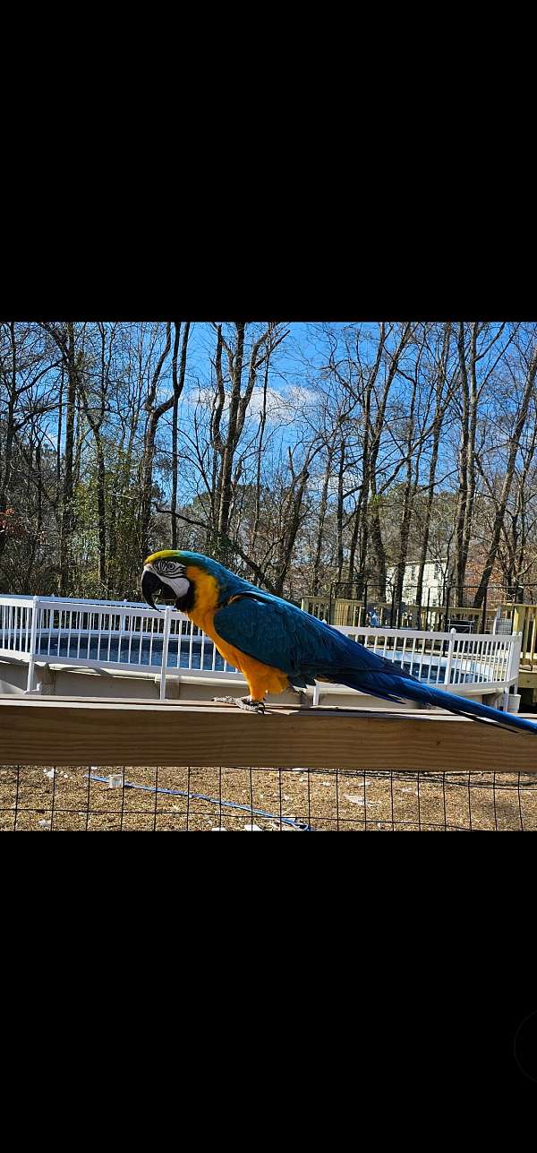 mature-bird-for-sale-in-jacksonville-nc