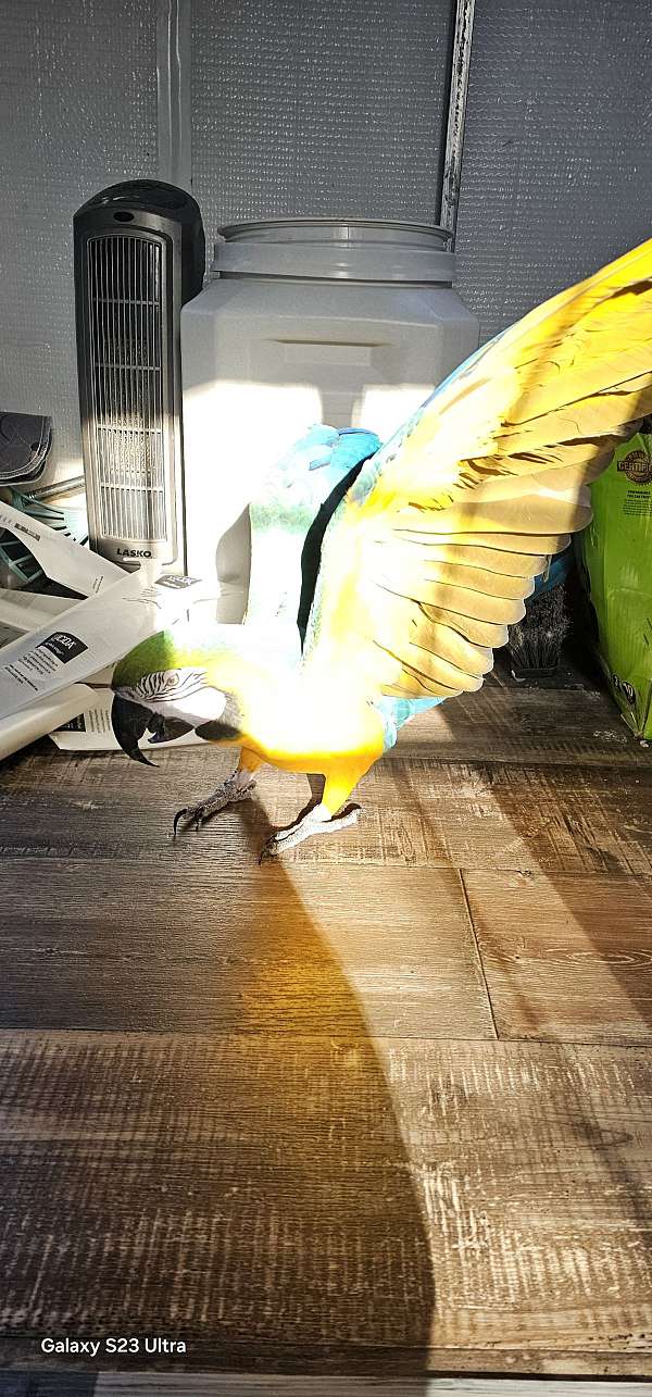 macaw-blue-gold-macaw-for-sale-in-jacksonville-nc