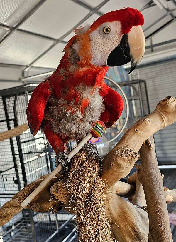 rescue-macaw-parrot-for-sale