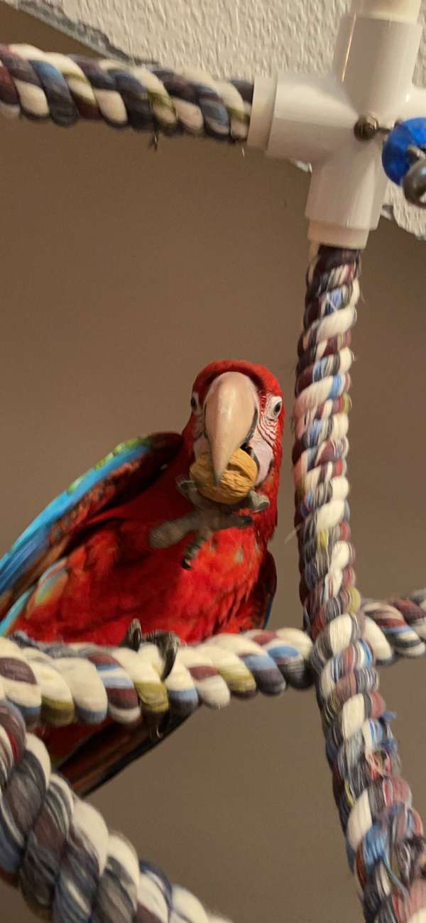 macaw-for-sale-in-jacksonville-nc