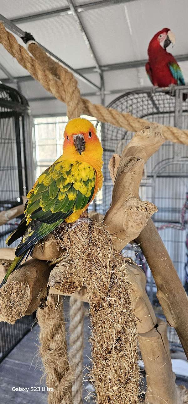 conure-for-sale-in-jacksonville-nc