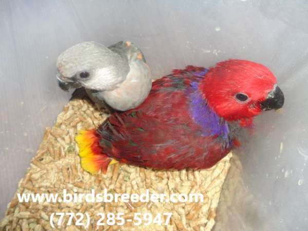 red-yellow-bird-for-sale-in-bronson-fl