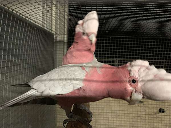 cockatoo-rose-breasted-cockatoo-bird-for-sale