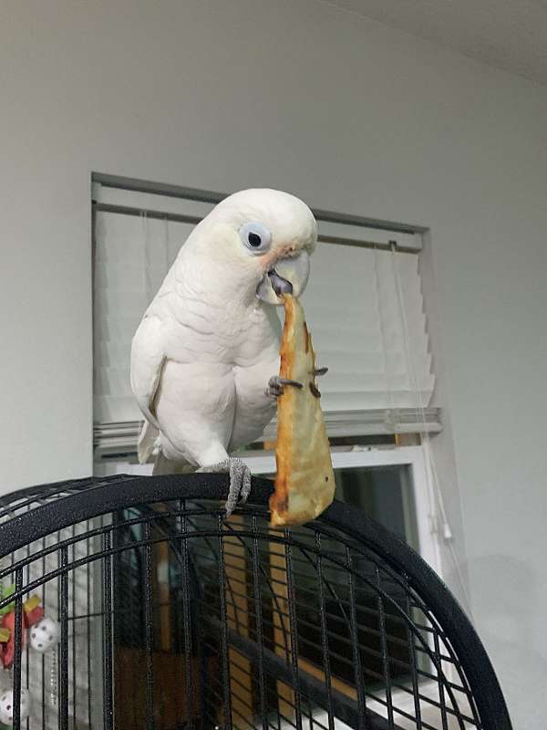 baby-adult-cockatoo-goffin-cockatoo-for-sale