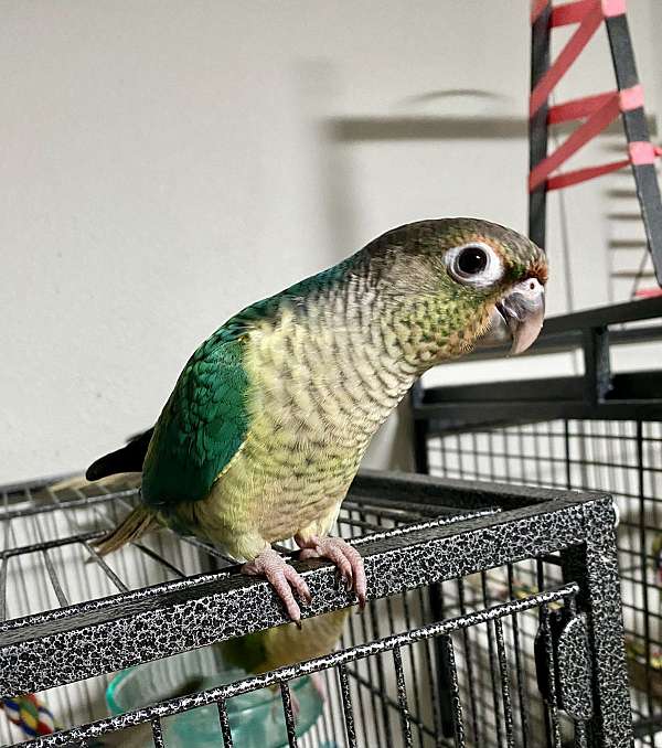 bird-parrot-adoption-in-des-moines-ia