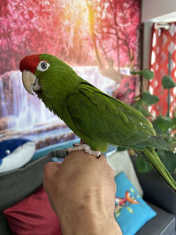 red-conure-red-fronted-conure-for-sale
