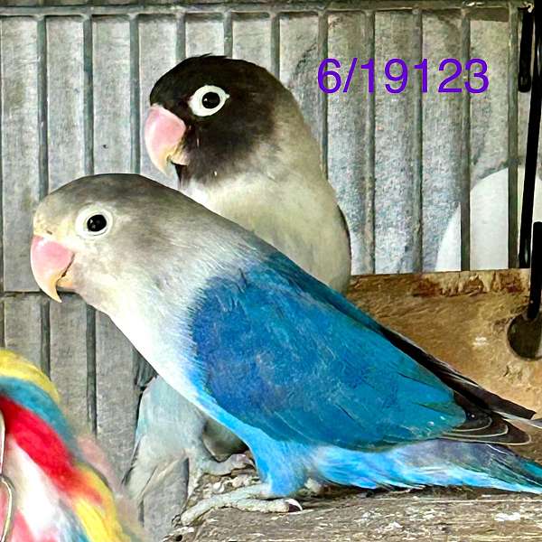 lovebird-for-sale