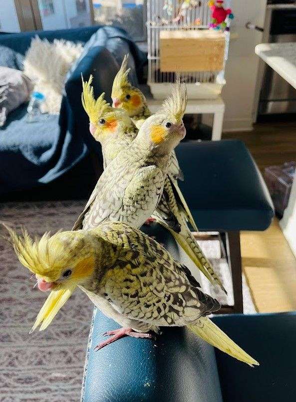 cockatiel-for-sale