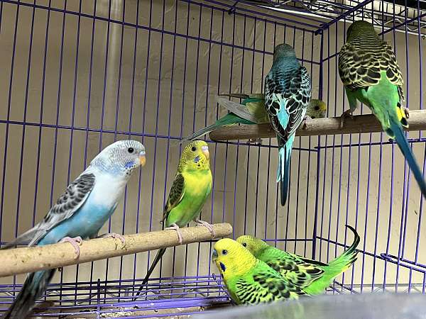 budgerigar-parakeet-for-sale-in-spokane-wa