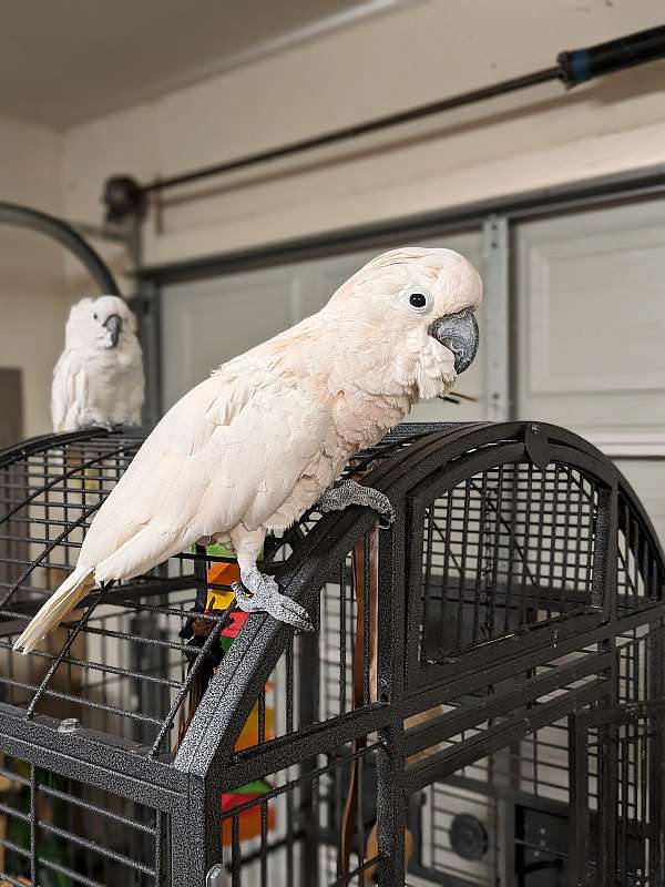 moluccan-cockatoo-for-sale-in-madison-al