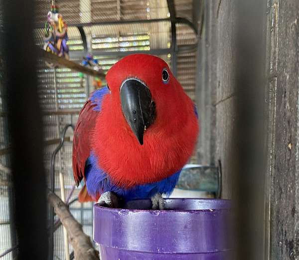 eclectus-parrots-for-sale-in-spicewood-tx