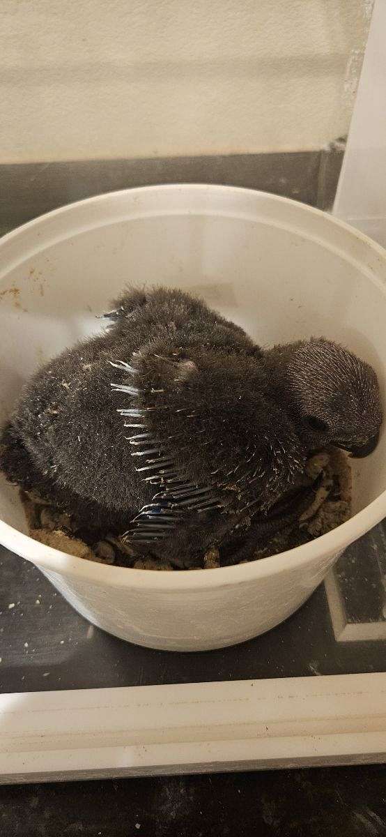 baby-bird-for-sale-in-hutto-tx