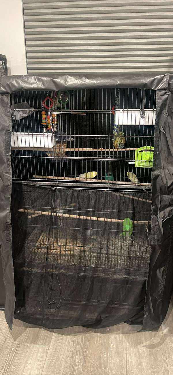 parakeet-for-sale-in-tennessee